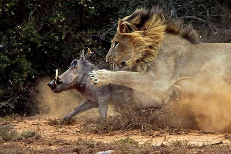 br/> 6. Lợn bướu (Phacochoerus africanus): Lợn bướu phân bố rộng rãi ở các khu vực nhiệt đới phía nam sa mạc Sahara ở châu Phi. Báo hoa mai và sư tử là mối đe dọa lớn nhất đối với sự sinh tồn của chúng. 