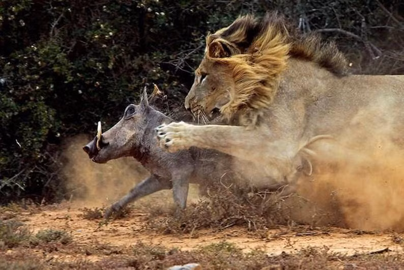 br/> 6. Lợn bướu (Phacochoerus africanus): Lợn bướu phân bố rộng rãi ở các khu vực nhiệt đới phía nam sa mạc Sahara ở châu Phi. Báo hoa mai và sư tử là mối đe dọa lớn nhất đối với sự sinh tồn của chúng. 