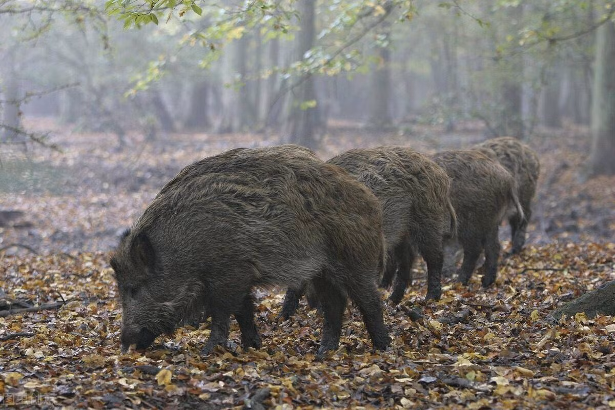  1. Lợn rừng Á-Âu: Lợn rừng Á-Âu là loại lợn rừng thường thấy ở Trung Quốc, trọng lượng trung bình của chúng là từ 90-200 kg, nhưng cũng có những cá thể nặng hơn 200 kg ở một số khu vực, thậm chí cả ở phía đông bắc Trung Quốc và vùng Viễn Đông của Nga cũng đã từng phát hiện nhưng cá thể nặng trên 400 kg.