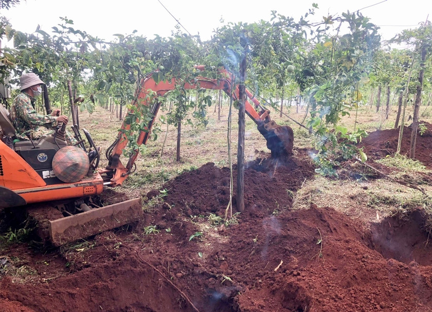 Nong dan Gia Lai do xo trong lai ca phe