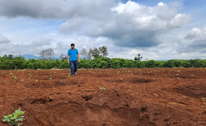 Nong dan Gia Lai do xo trong lai ca phe-Hinh-4