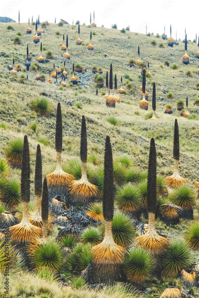 Chiêm ngưỡng khu vườn của các 'khóm dứa khổng lồ' chỉ ra hoa 1 lần duy nhất ảnh 4