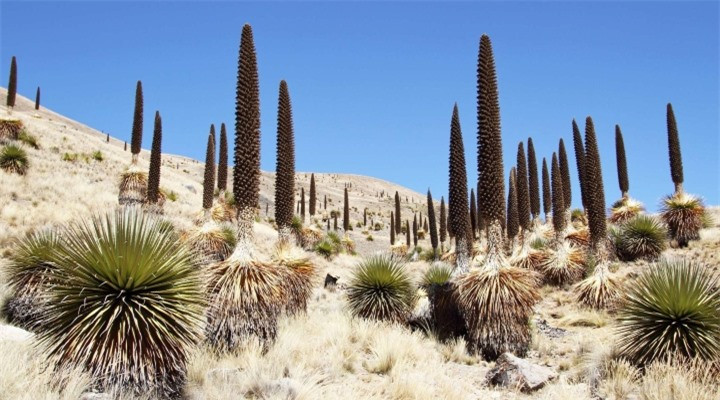 Chiêm ngưỡng khu vườn của các 'khóm dứa khổng lồ' chỉ ra hoa 1 lần duy nhất ảnh 5