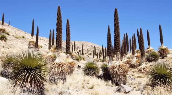 Chiêm ngưỡng khu vườn của các 'khóm dứa khổng lồ' chỉ ra hoa 1 lần duy nhất ảnh 5