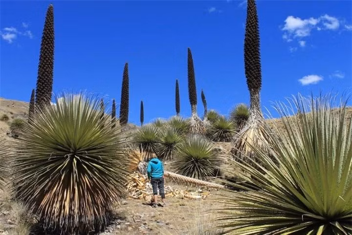 Chiêm ngưỡng khu vườn của các 'khóm dứa khổng lồ' chỉ ra hoa 1 lần duy nhất ảnh 3