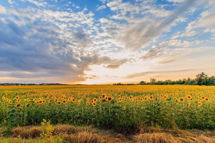 Ngay Ha Chi 2022: Nho lam 6 viec can thiet de tang may giam xui