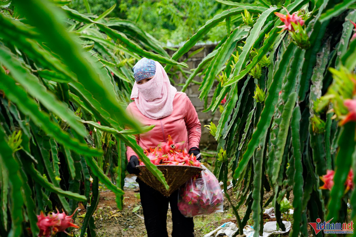 Trong thanh long ruot do, moi sang di bo quanh vuon co ngay tien trieu-Hinh-12