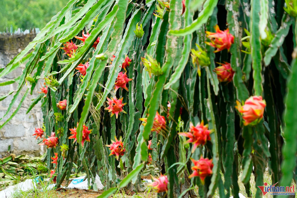 Trong thanh long ruot do, moi sang di bo quanh vuon co ngay tien trieu