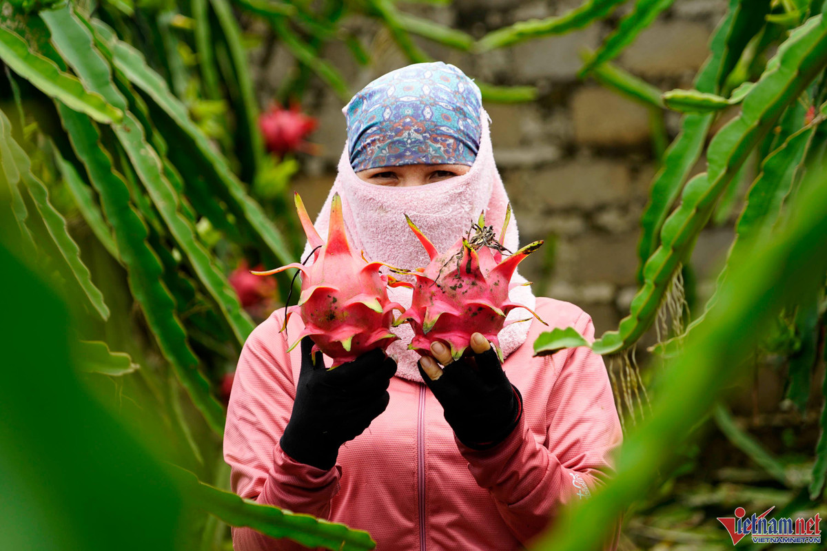 Trong thanh long ruot do, moi sang di bo quanh vuon co ngay tien trieu-Hinh-7