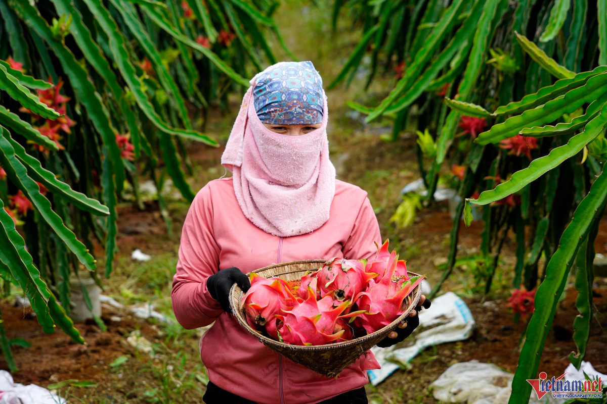 Trong thanh long ruot do, moi sang di bo quanh vuon co ngay tien trieu-Hinh-14