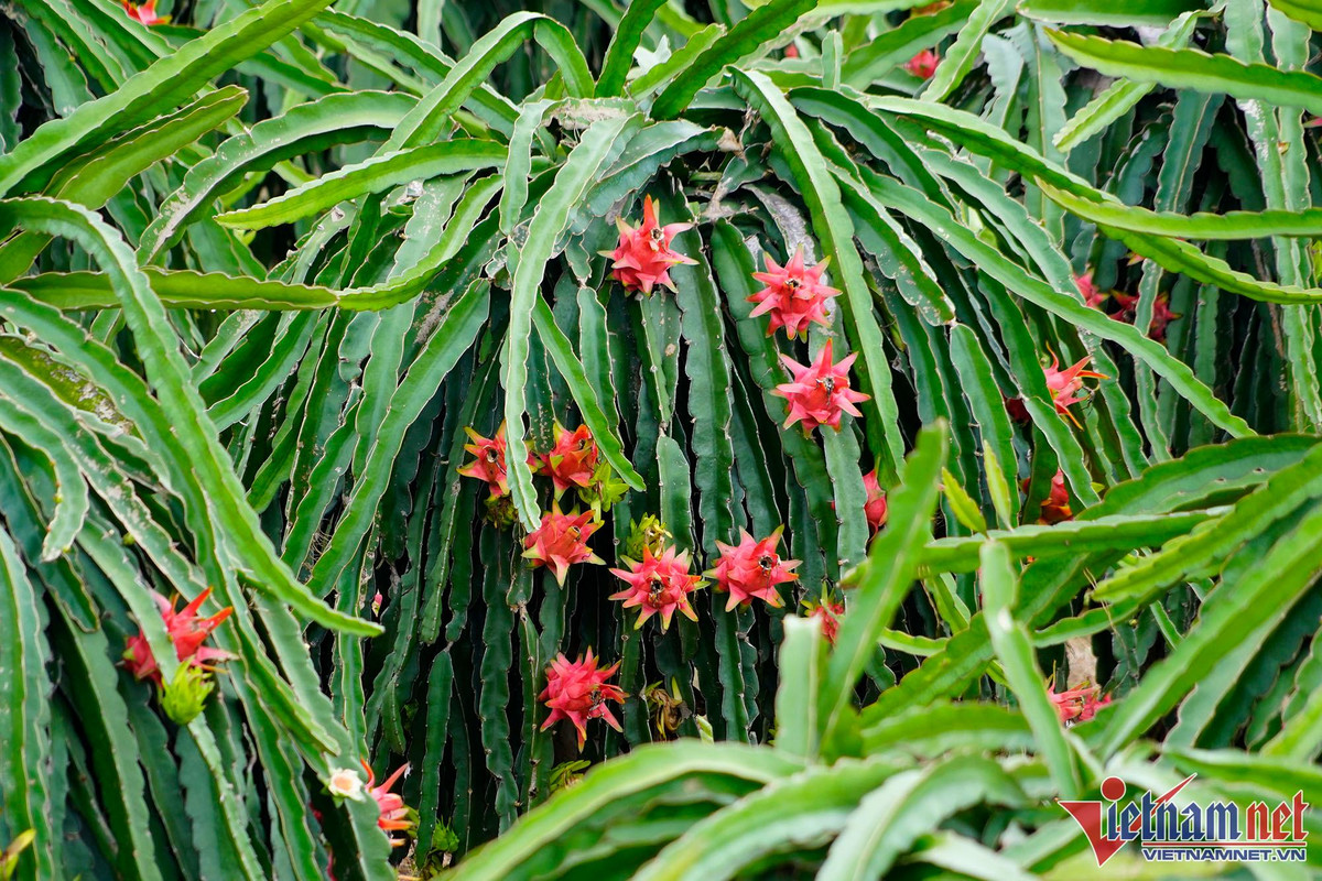 Trong thanh long ruot do, moi sang di bo quanh vuon co ngay tien trieu-Hinh-8