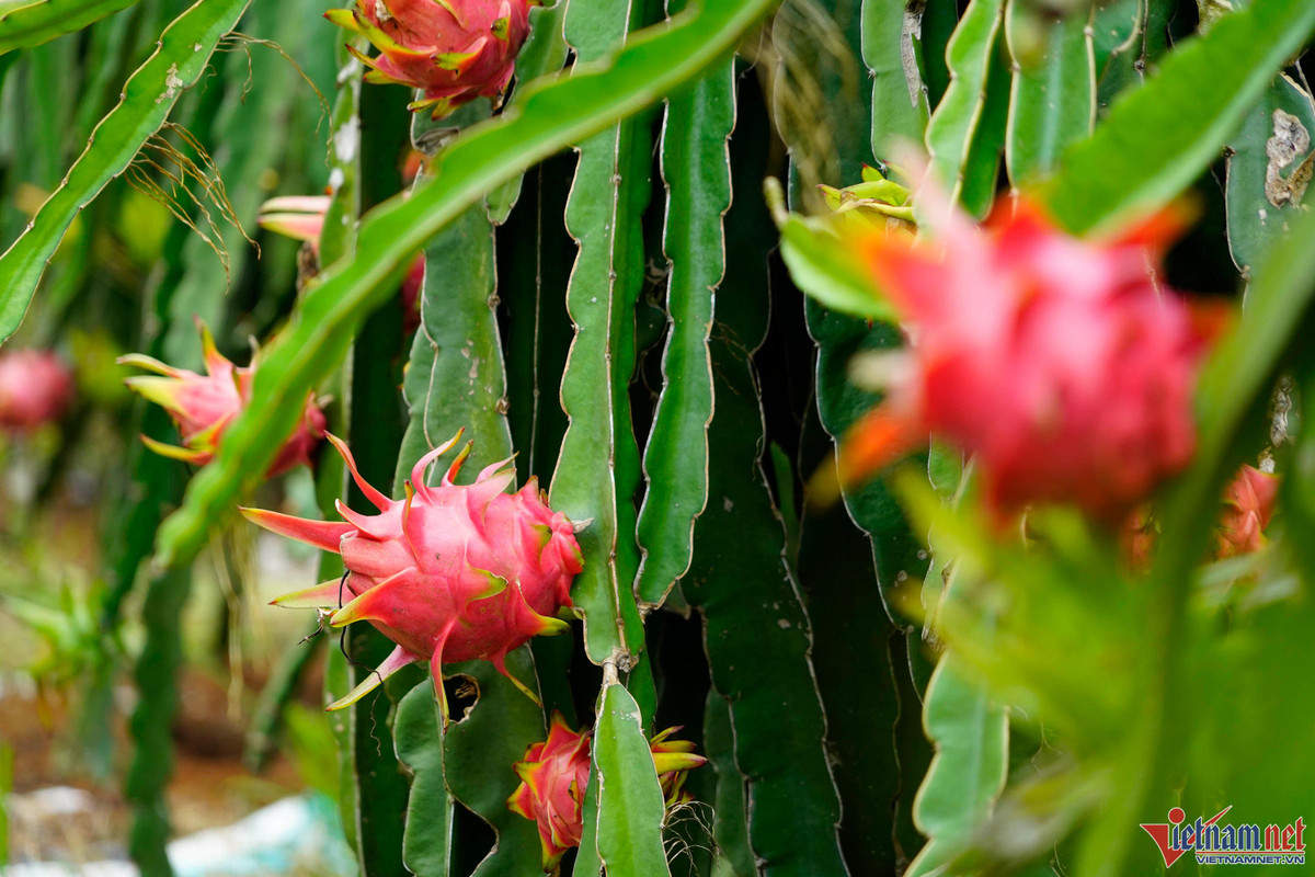Trong thanh long ruot do, moi sang di bo quanh vuon co ngay tien trieu-Hinh-10