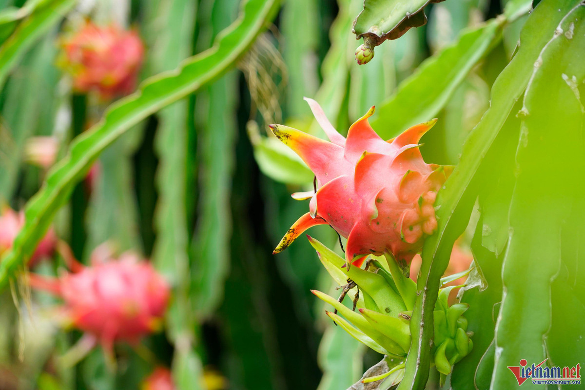 Trong thanh long ruot do, moi sang di bo quanh vuon co ngay tien trieu-Hinh-5