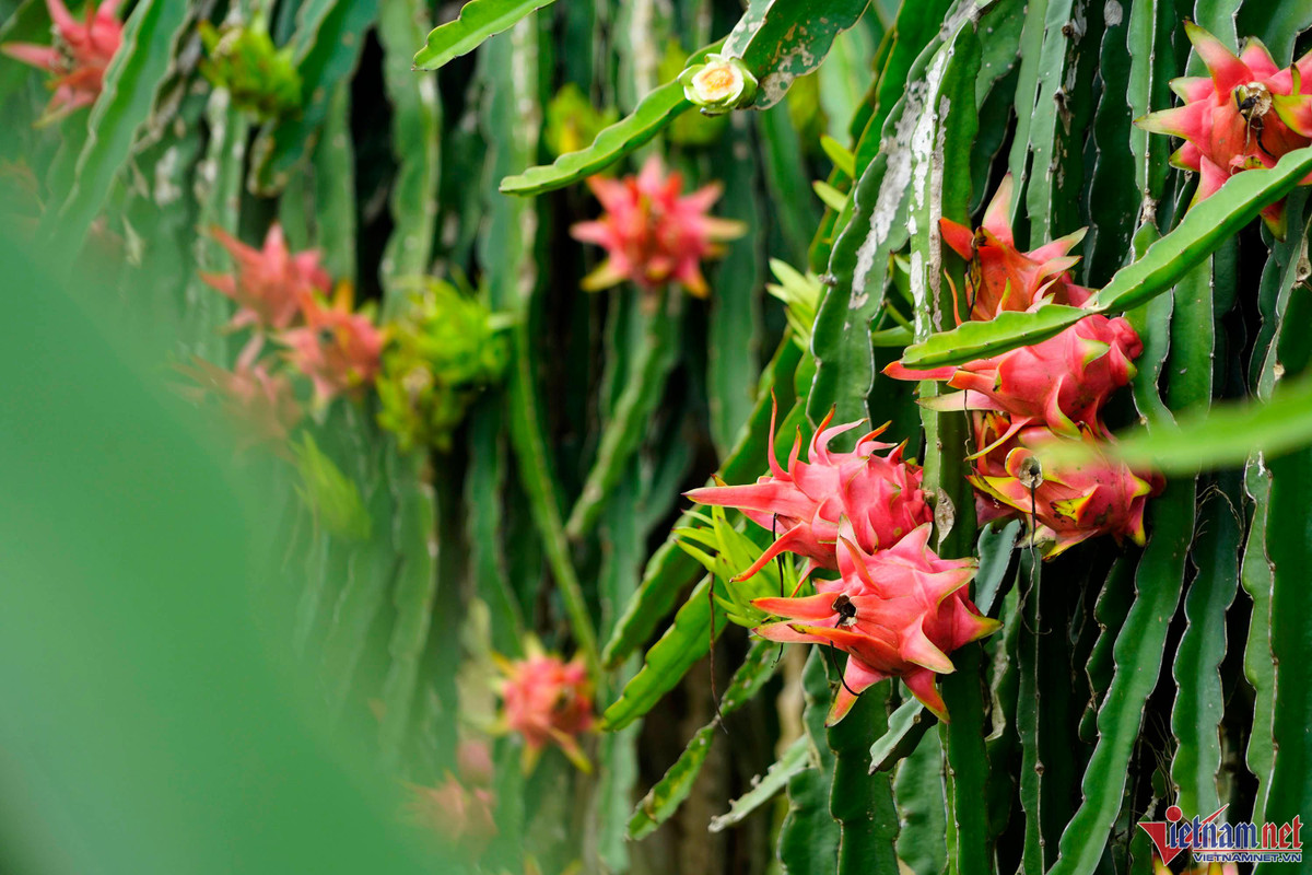 Trong thanh long ruot do, moi sang di bo quanh vuon co ngay tien trieu-Hinh-3