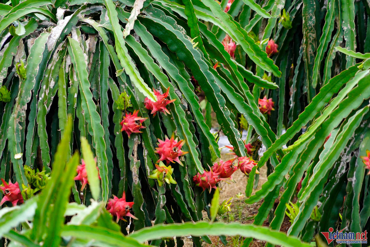 Trong thanh long ruot do, moi sang di bo quanh vuon co ngay tien trieu-Hinh-15