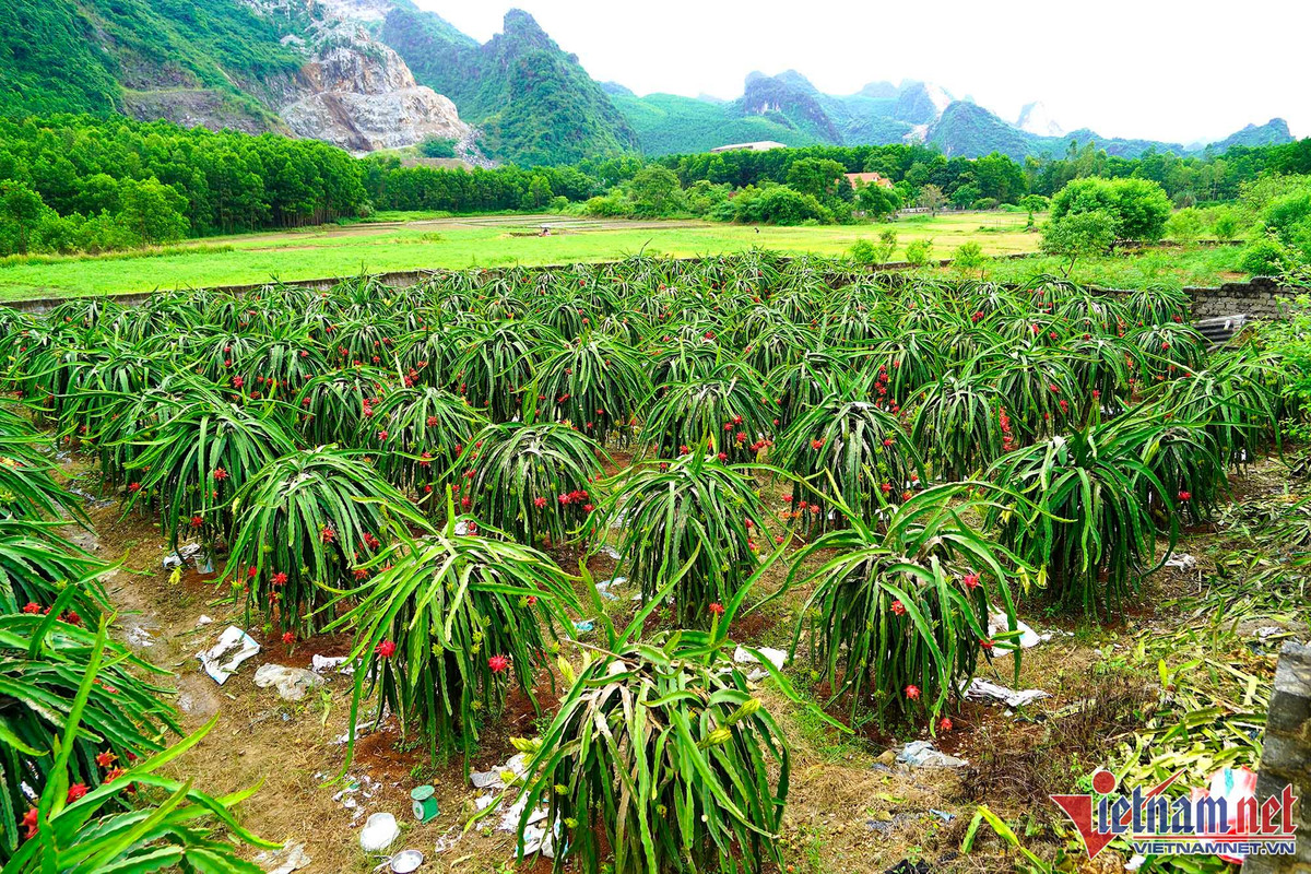 Trong thanh long ruot do, moi sang di bo quanh vuon co ngay tien trieu-Hinh-2