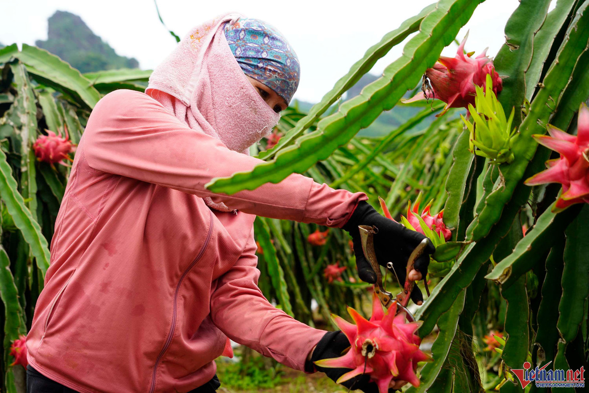Trong thanh long ruot do, moi sang di bo quanh vuon co ngay tien trieu-Hinh-9