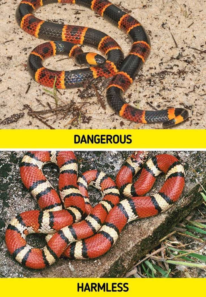 2. Rắn sữa. Rắn sữa được coi là động vật nguy hiểm vì nó giống con rắn san hô - một trong những loài rắn độc của tự nhiên. Cả hai loại rắn đều có hoa văn sọc đỏ, vàng và đen, nhưng một con hoàn toàn vô hại đối với con người, trong khi con còn lại thực sự nguy hiểm.