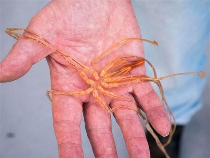 Nhện biển. Có đến 1.000 loài nhện biển sống gần bờ và dưới nước sâu, đây hẳn là một tin không vui cho những người sợ nhện.