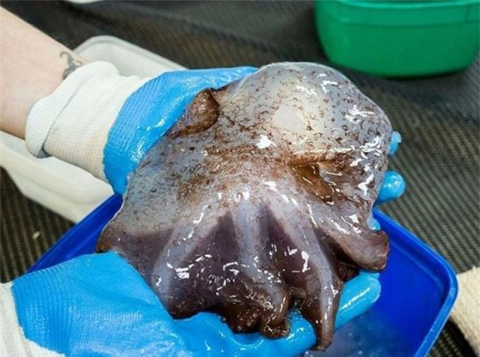 Bạch tuộc nước sâu. Bạch tuộc nước sâu trung bình dài khoảng 8 inch. Con lớn nhất thậm chí dài tới 70 inche.