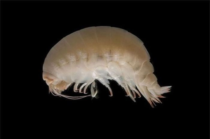 Isopoda. Những sinh vật này chiếm số lượng và chủng loại vô cùng lớn trong hành tinh này. Có hơn 10 ngàn loài hiện đang sống trong nước và đất liền. Một số loài khó có thể nhìn thấy trong khi một số loài khá to lớn.