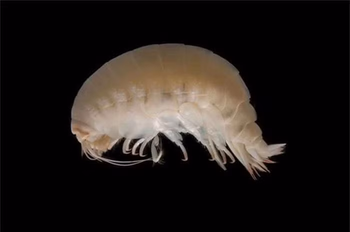 Isopoda. Những sinh vật này chiếm số lượng và chủng loại vô cùng lớn trong hành tinh này. Có hơn 10 ngàn loài hiện đang sống trong nước và đất liền. Một số loài khó có thể nhìn thấy trong khi một số loài khá to lớn.