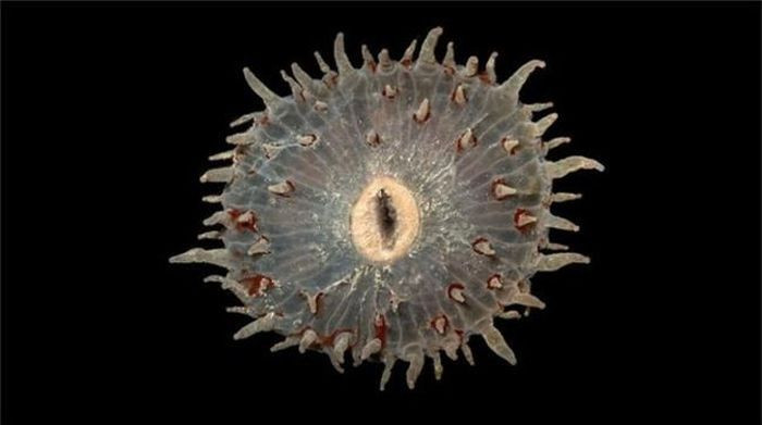 San hô. Loài san hô này trông kỳ dị như một loài ăn thịt chuyên nghiệp, chúng có thể gây hại cho thợ lặn nếu sơ ý vướng vào chúng.