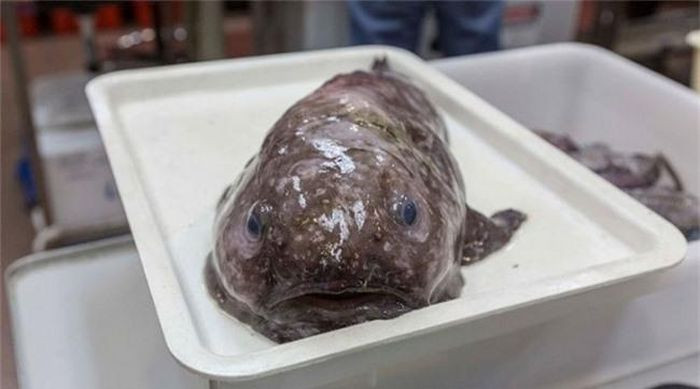 Cá Blobfish. Mặc dù loài cá này nổi tiếng với ngoại hình trông 'hài hước', nó là loài cá chỉ có ở nước Úc, tuy nhiên loài cá này đang đứng trước nguy cơ đe dọa.