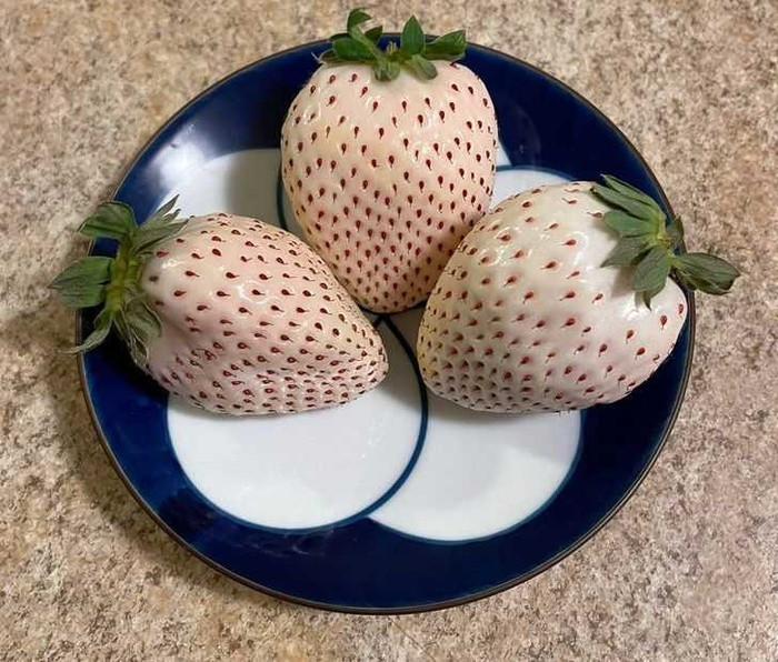 Dâu tây trắng Nhật Bản có mùi thơm như dâu tây nhưng vị dâu tây dịu nhẹ không có chút axit nào.