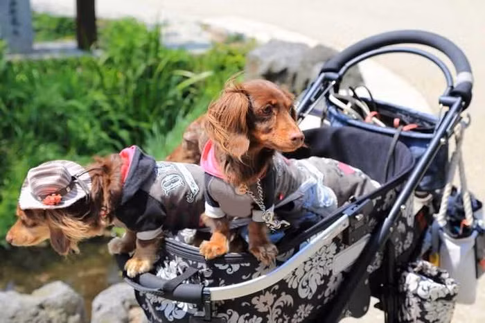 Những chú chó ở đây được yêu thương và chiều chuộng. Chúng thường ăn mặc đẹp và ngồi trên xe đẩy như em bé.