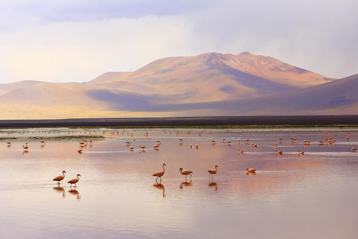 6. Hồ Laguna Colorada, Bolivia. Laguna Colorada thực chất là một hồ muối cao hơn mực nước biển khoảng 4267 mét và nước trong hồ có một màu đỏ vô cùng kì dị. Màu sắc của nước phần lớn là do màu của một loại tảo đỏ đang sinh sống ở trong hồ. Khi đến đây, bạn sẽ được tận mắt trông thấy những chú chim hồng hạc quý hiếm cũng như là những chú alpaca, lạc đà không bướu, cáo Andean thường xuyên lui tới địa điểm này.