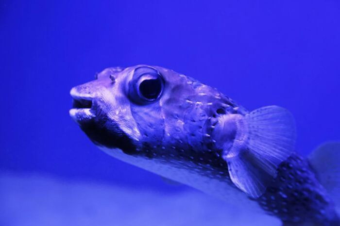 Khi ở trong môi trường tự nhiên của mình, cá giọt nước trông giống như những chú cá bình thường nhưng do sống ở rất sâu dưới nước nên chúng không sử dụng bong bóng cá thông thường để tự cân bằng. Thay vào đó, chúng có một lớp da xốp như bọt biển với mật độ nhẹ hơn nước. Do đó, khi bị những người đánh cá kéo lên khỏi mặt nước quá nhanh, lớp da này sẽ bị phá hủy và sưng phồng lên. Chúng không phải là loài cá xấu xí nhất mà thực ra, chúng đã phải trải qua những điều tồi tệ khi bị thay đổi đột ngột về áp suất.