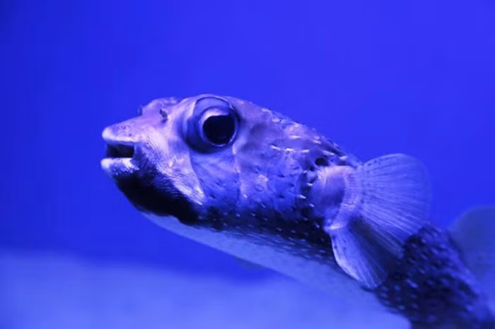 Khi ở trong môi trường tự nhiên của mình, cá giọt nước trông giống như những chú cá bình thường nhưng do sống ở rất sâu dưới nước nên chúng không sử dụng bong bóng cá thông thường để tự cân bằng. Thay vào đó, chúng có một lớp da xốp như bọt biển với mật độ nhẹ hơn nước. Do đó, khi bị những người đánh cá kéo lên khỏi mặt nước quá nhanh, lớp da này sẽ bị phá hủy và sưng phồng lên. Chúng không phải là loài cá xấu xí nhất mà thực ra, chúng đã phải trải qua những điều tồi tệ khi bị thay đổi đột ngột về áp suất.