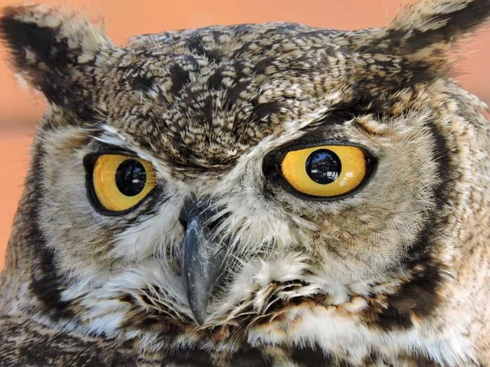 Nếu không có ánh trăng, nhiều loài động vật sống về đêm sẽ gặp khó khăn trong việc định hướng vào ban đêm.