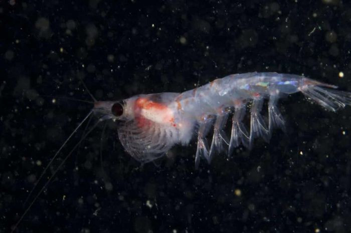 Một số động vật sống dưới nước dựa vào chu kỳ Mặt Trăng để sinh sản. Sự vắng bóng của Mặt Trăng sẽ ảnh hưởng đáng kể đến những loài động vật này.