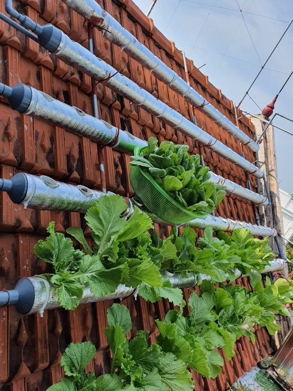 Doc dao vuon rau xanh tren mai nha cua co giao o Thai Binh-Hinh-2