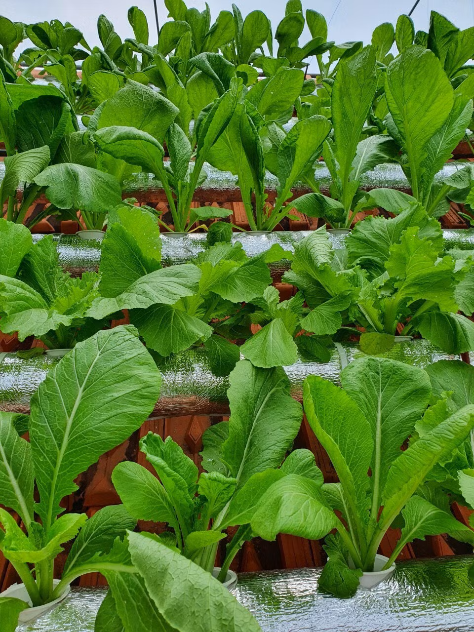 Doc dao vuon rau xanh tren mai nha cua co giao o Thai Binh-Hinh-5