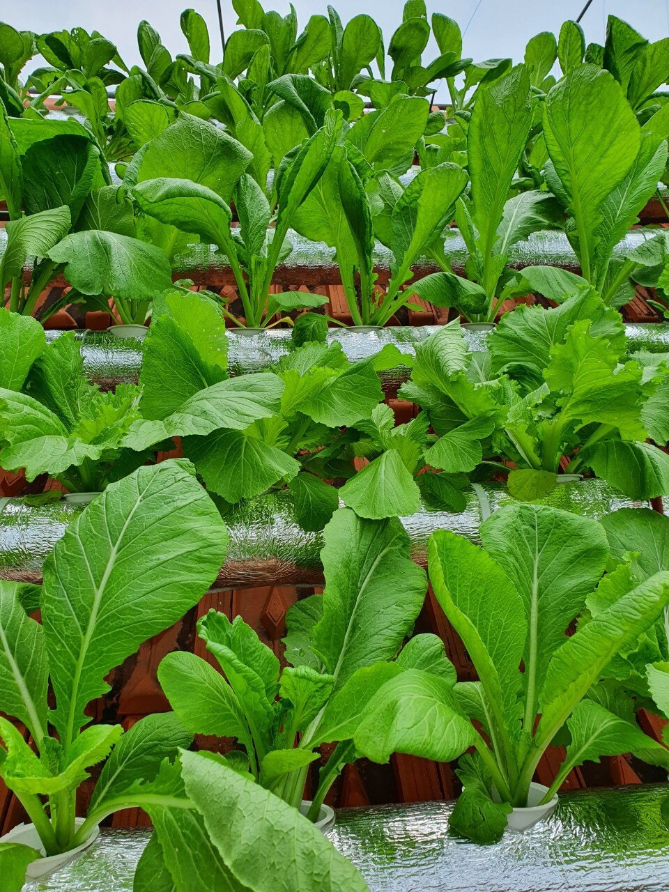 Doc dao vuon rau xanh tren mai nha cua co giao o Thai Binh-Hinh-5