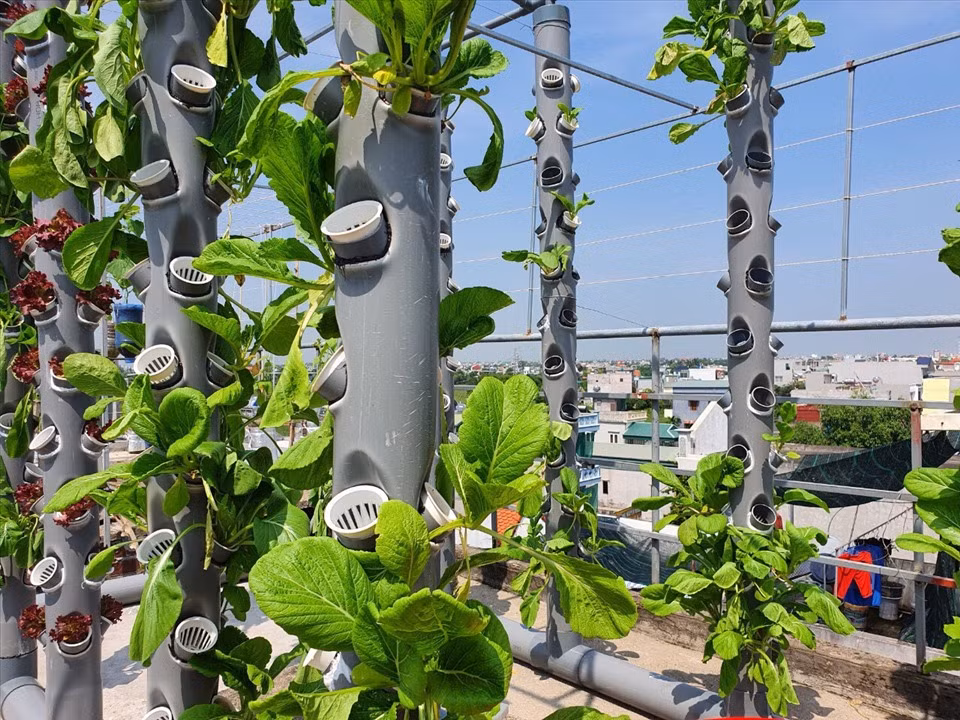 Doc dao vuon rau xanh tren mai nha cua co giao o Thai Binh-Hinh-3