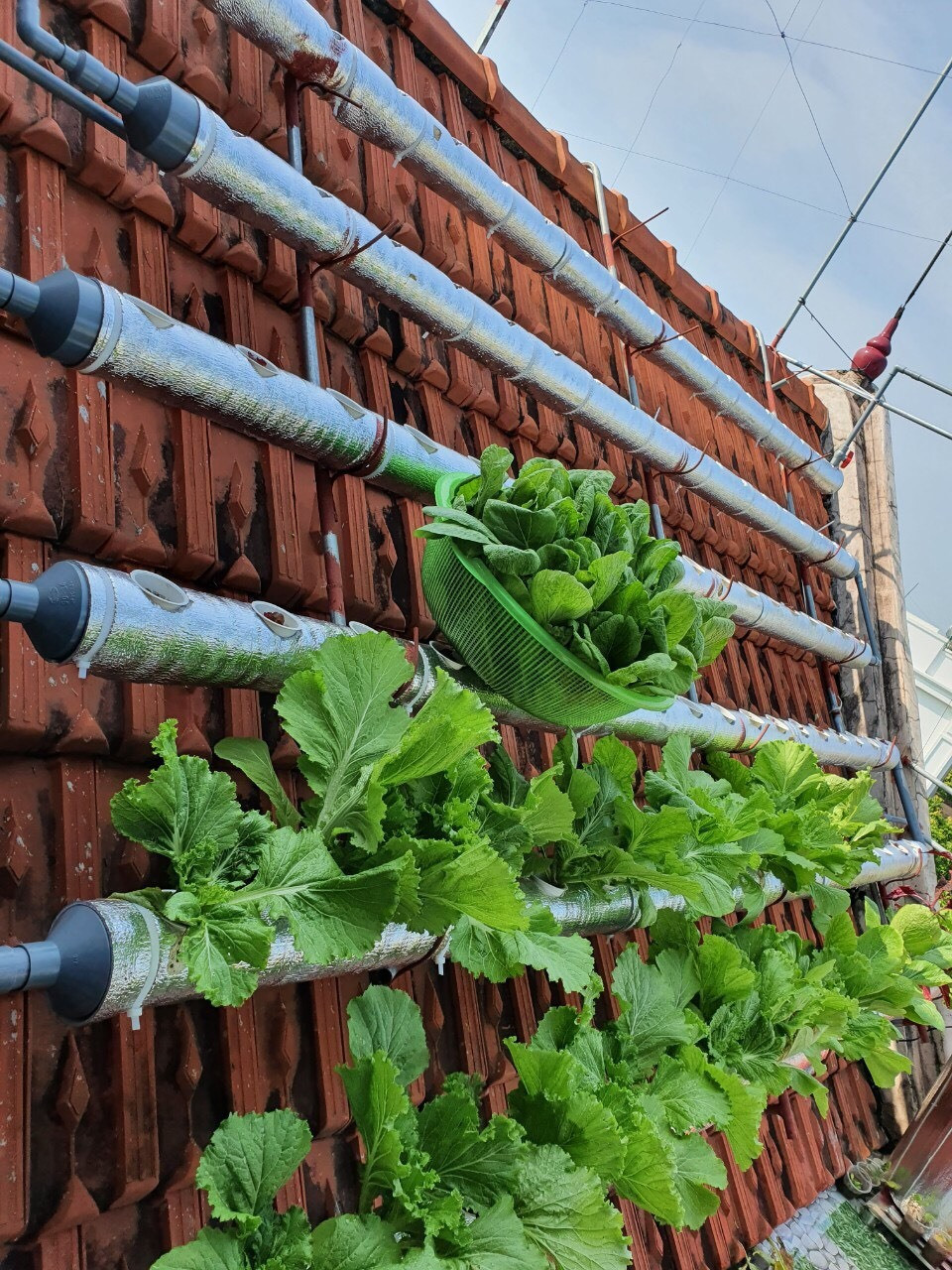 Doc dao vuon rau xanh tren mai nha cua co giao o Thai Binh-Hinh-2