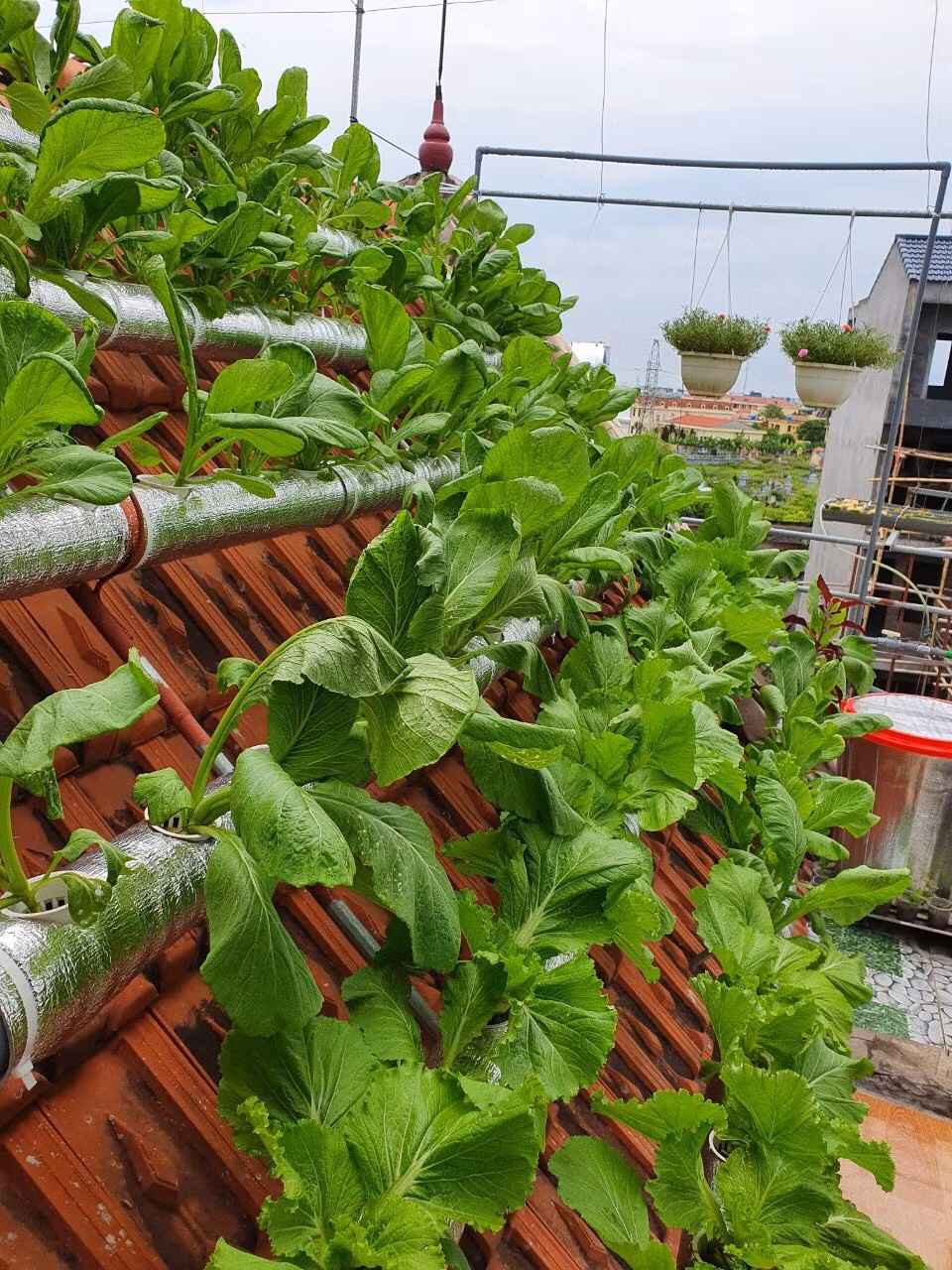 Doc dao vuon rau xanh tren mai nha cua co giao o Thai Binh-Hinh-4