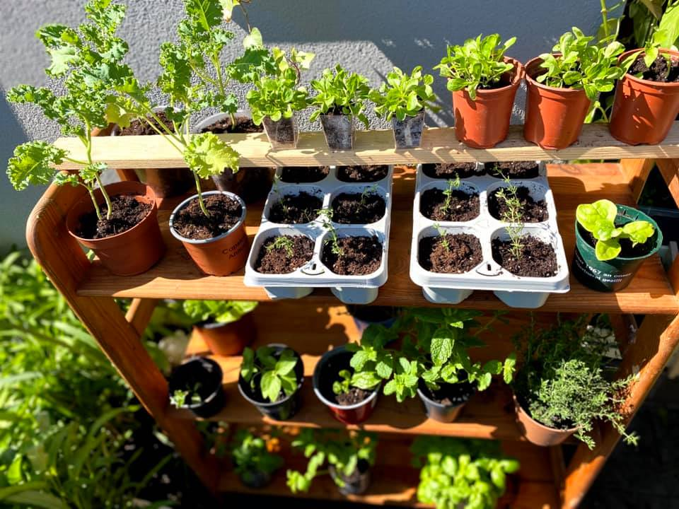 Vuon rau tuoi tot tren ban cong nho xiu 2,5m2 cua me Viet tai Phap-Hinh-11