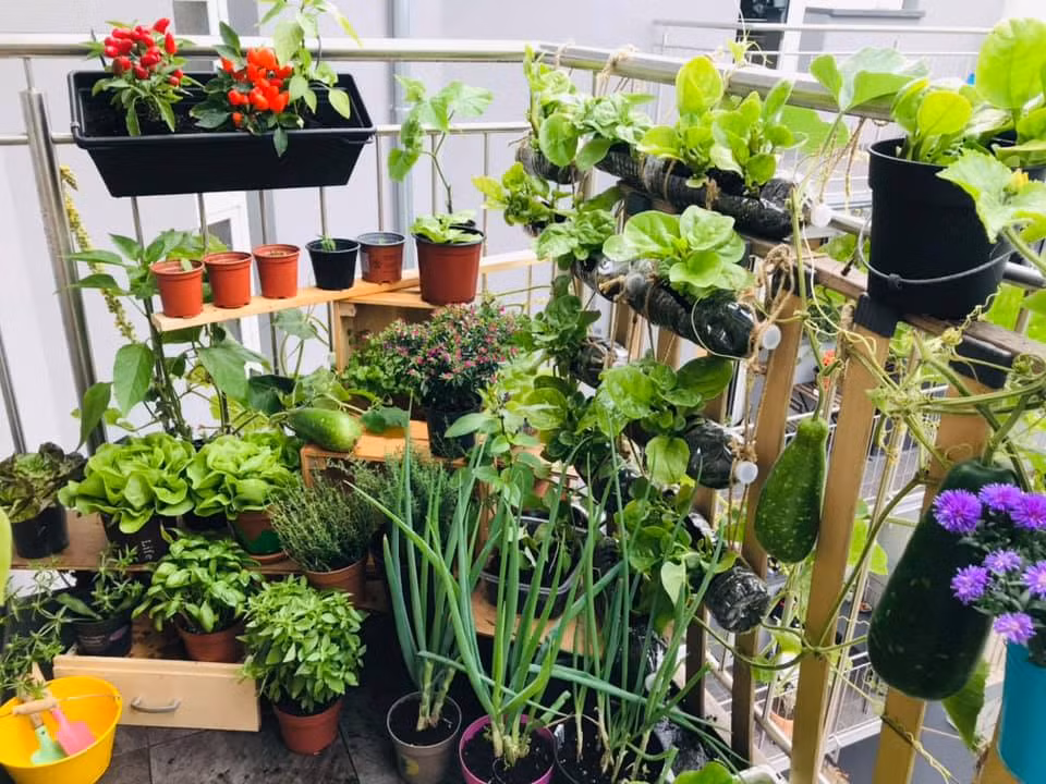 Vuon rau tuoi tot tren ban cong nho xiu 2,5m2 cua me Viet tai Phap-Hinh-10