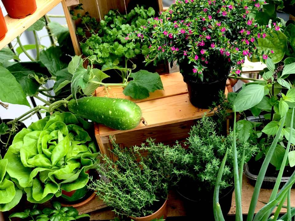 Vuon rau tuoi tot tren ban cong nho xiu 2,5m2 cua me Viet tai Phap-Hinh-5