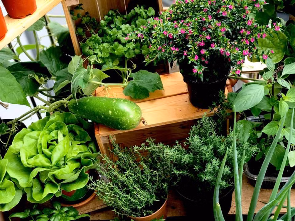 Vuon rau tuoi tot tren ban cong nho xiu 2,5m2 cua me Viet tai Phap-Hinh-5