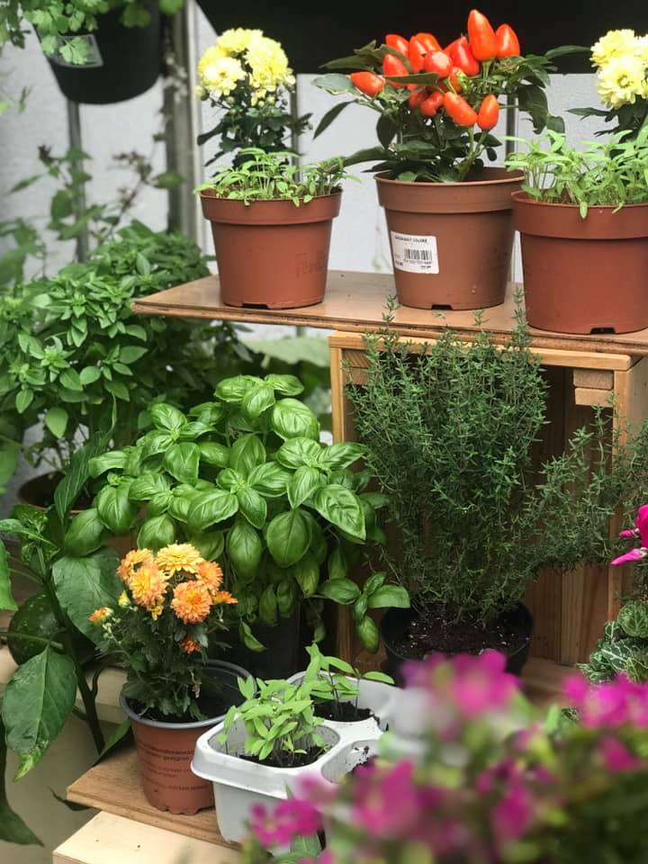 Vuon rau tuoi tot tren ban cong nho xiu 2,5m2 cua me Viet tai Phap-Hinh-8