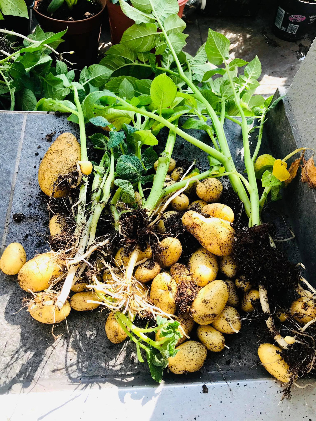 Vuon rau tuoi tot tren ban cong nho xiu 2,5m2 cua me Viet tai Phap-Hinh-6