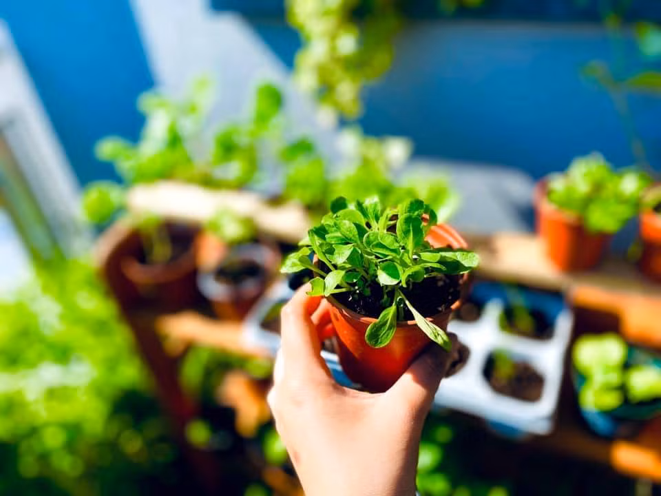 Vuon rau tuoi tot tren ban cong nho xiu 2,5m2 cua me Viet tai Phap-Hinh-12