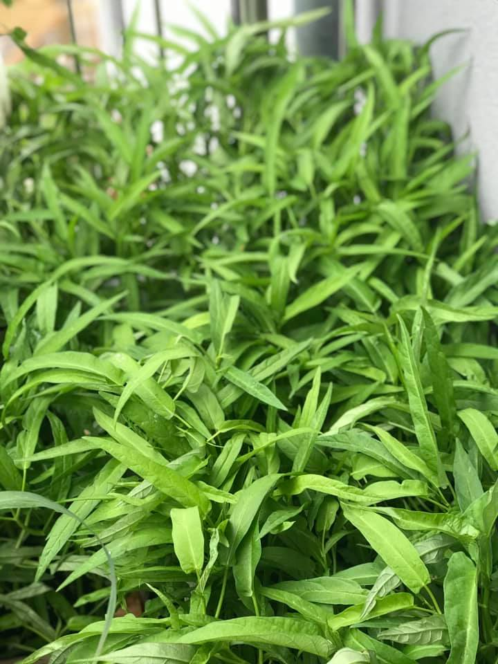 Vuon rau tuoi tot tren ban cong nho xiu 2,5m2 cua me Viet tai Phap-Hinh-9