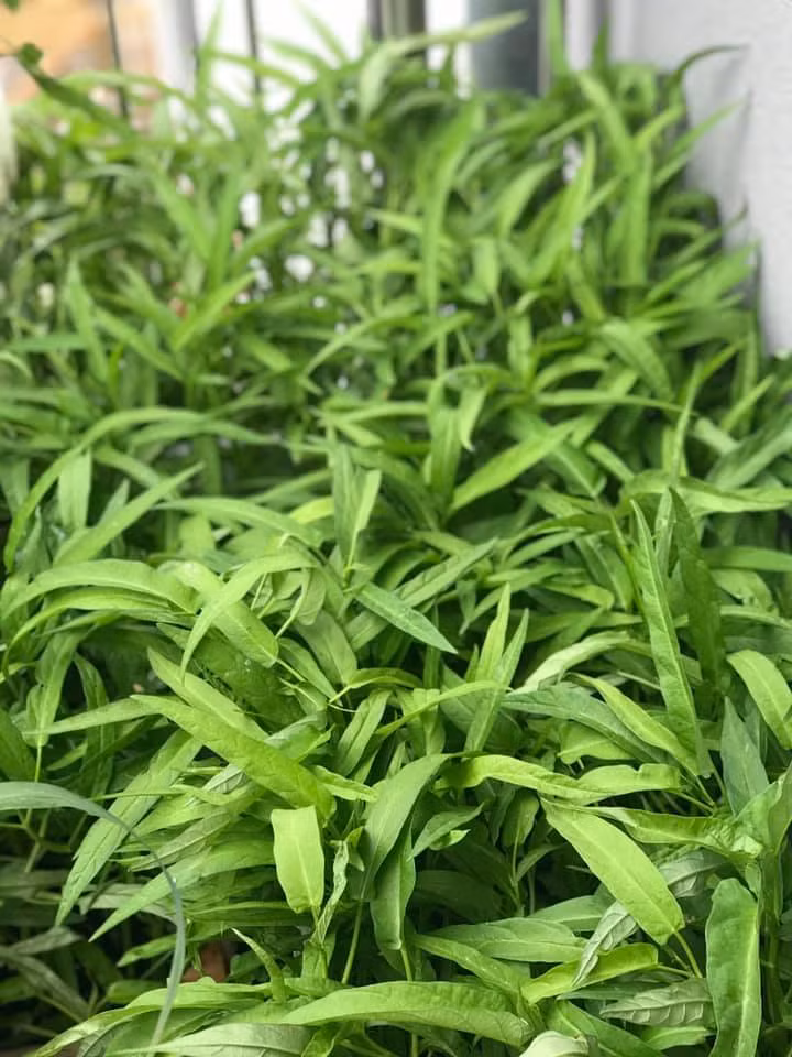 Vuon rau tuoi tot tren ban cong nho xiu 2,5m2 cua me Viet tai Phap-Hinh-9